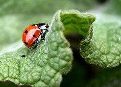 Oryginalny obrazek