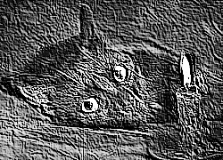 Skamielina