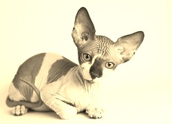 Szary + Sepia