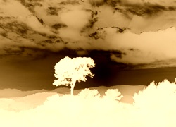 Sepia + Negatyw