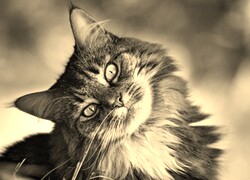 Szary + Sepia