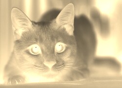 Sepia + Negatyw