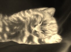 Sepia + Negatyw