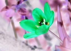 Negatyw