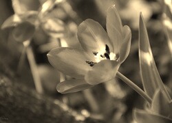 Szary + Sepia