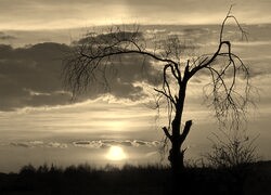 Sepia