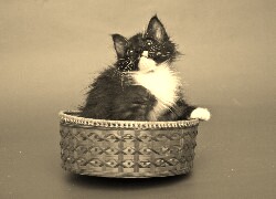 Sepia