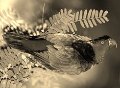 Szary + Sepia