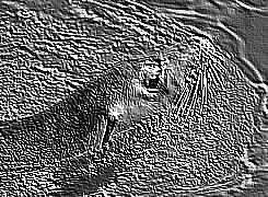 Skamielina