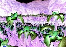 Negatyw
