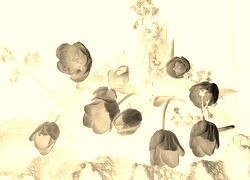 Sepia + Negatyw