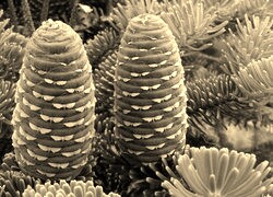 Sepia