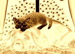 Sepia + Negatyw