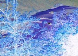 Negatyw