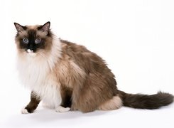 Oryginalny obrazek