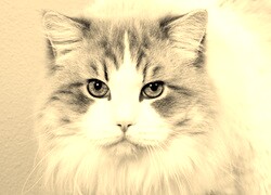 Szary + Sepia