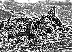 Skamielina