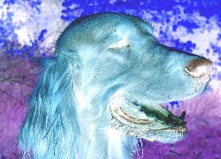 Negatyw