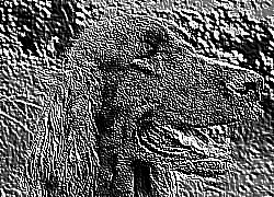 Skamielina