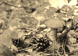 Szary + Sepia