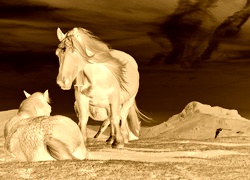 Sepia + Negatyw