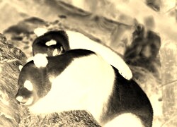 Sepia + Negatyw