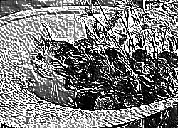 Skamielina