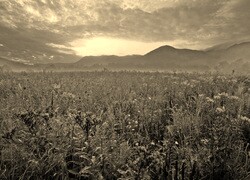 Szary + Sepia