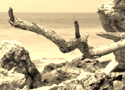 Szary + Sepia
