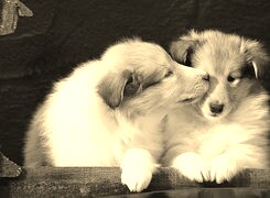 Sepia