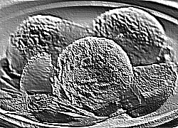 Skamielina