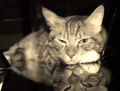 Szary + Sepia