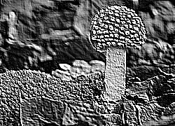 Skamielina