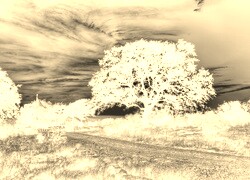 Sepia + Negatyw