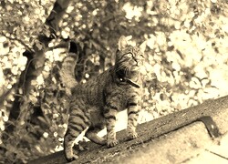 Szary + Sepia