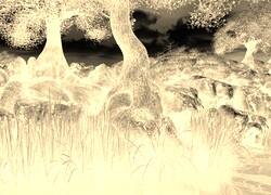 Sepia + Negatyw