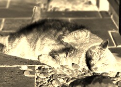 Sepia + Negatyw