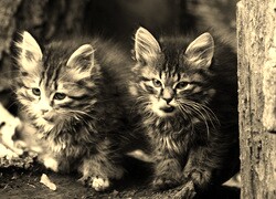 Szary + Sepia