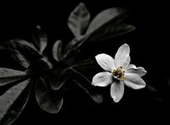 Oryginalny obrazek