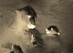 Sepia + Negatyw