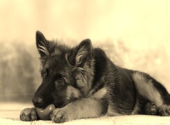 Szary + Sepia