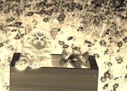 Sepia + Negatyw
