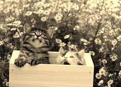 Szary + Sepia