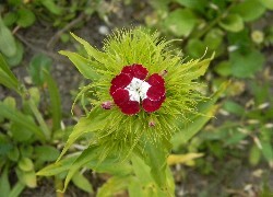 Oryginalny obrazek