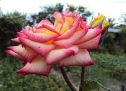 Oryginalny obrazek