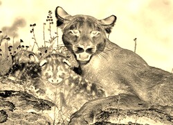 Sepia + Negatyw