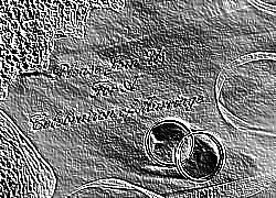 Skamielina