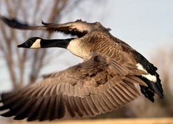Oryginalny obrazek