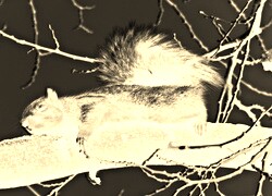 Sepia + Negatyw