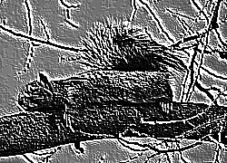 Skamielina